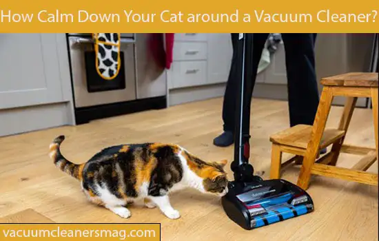 How to Calm Down Your Cat around a Vacuum Cleaner
