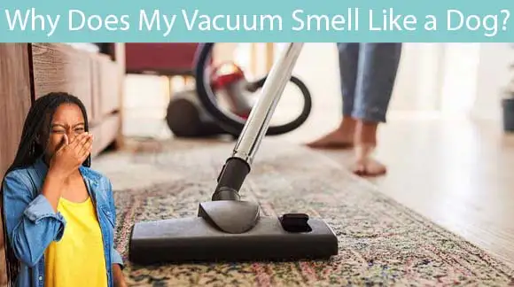 Why Does My Vacuum Smell Like a Dog?