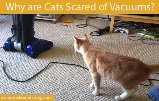 Why are Cats Scared of Vacuums